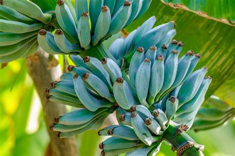 Image result for Blue Java Banana Fruit Color Chart