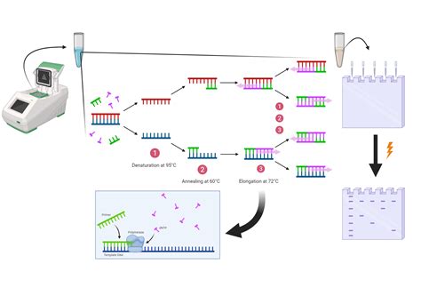 Bio-Rad Protocol for RT-PCR に対する画像結果