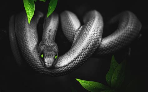 Image result for Python Snake Wallpaper 4K