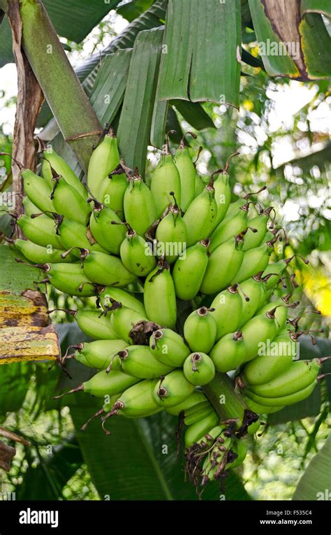 Image result for Java Banana Tree
