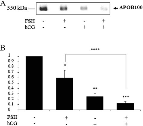 Image result for apoB in Liver Western Blot