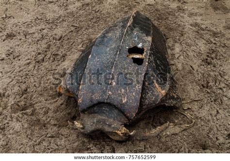 Image result for Sea Turtle Empty Shell