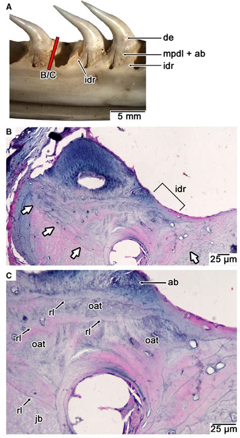 Toradh íomhá ar Python Tooth Structure