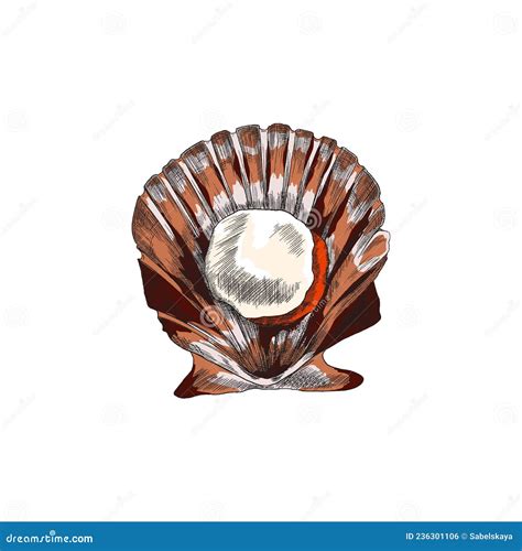 Image result for Sea Shell Drawing Open