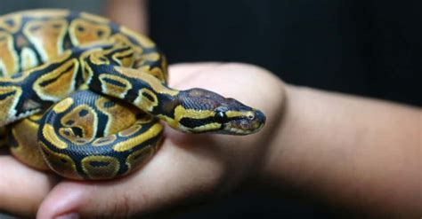 Image result for Ball Python Dangerous