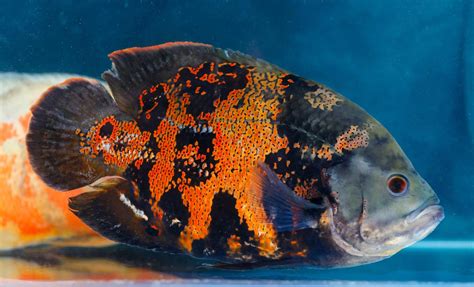 Freshwater Discus Fish に対する画像結果