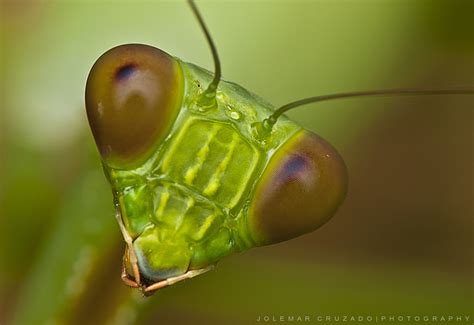 Bildergebnis für Mantis Praying Form