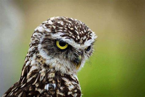 Image result for Burrowing Owl Sign