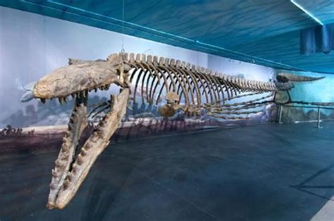 Extinct Bricks Mosasaurus に対する画像結果