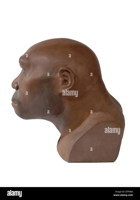 Toradh íomhá ar Java Man Skull Drawing