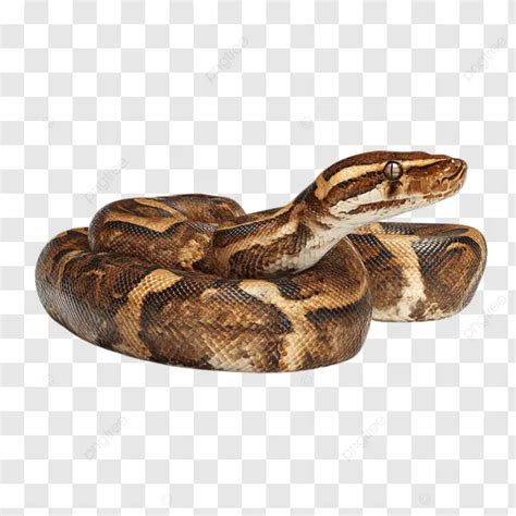 Image result for Python White Outline Transparent