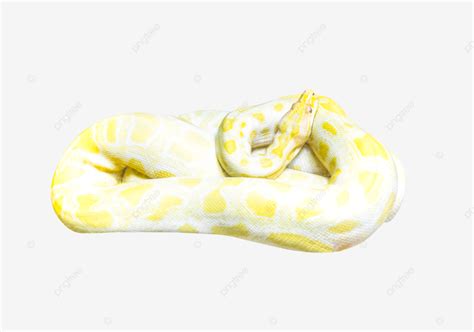 Image result for Golden Python Logo Transparent