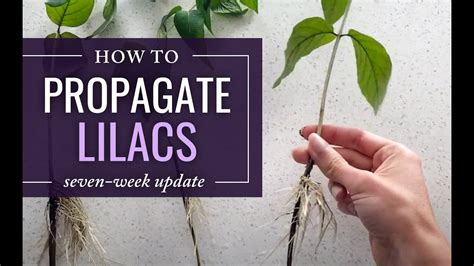 Propagating & Rooting Lilac Cuttings (7 week update) - YouTube