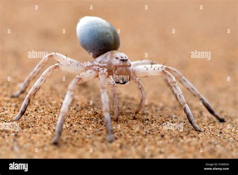 Desert Wheel Spider に対する画像結果