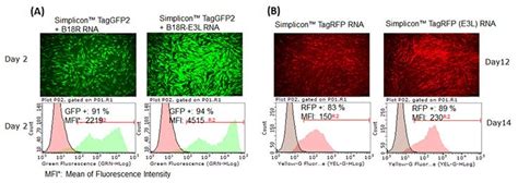 Afbeeldingsresultaten voor Simplicon Vector