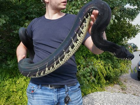 Image result for Boelen's Python