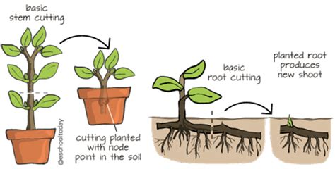 Image result for Artificial Vegetative Propagation Layering