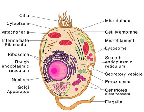 Image result for Simple Cell Structure Diagram