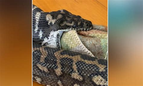 Image result for Python Frisst