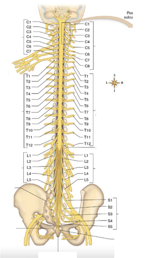Spinal Cord Structure and Function に対する画像結果