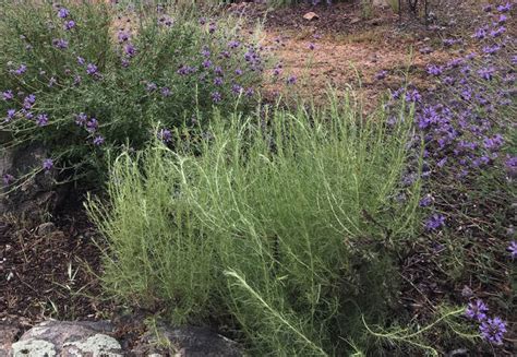 Toradh íomhá ar How to Cut Sagebrush