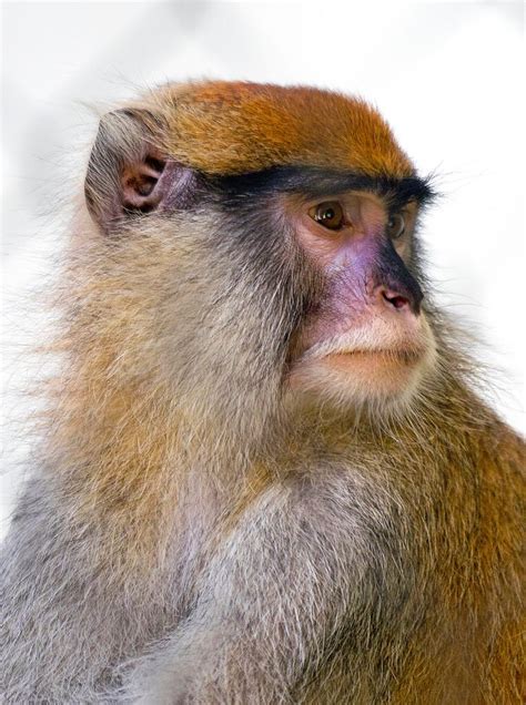 Monkey Fakemon に対する画像結果