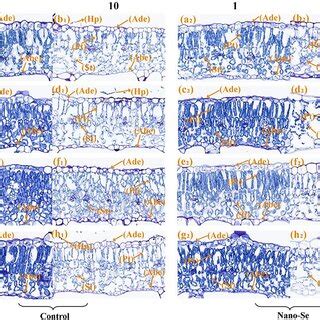 Image result for Mesophyll Cells Diagram