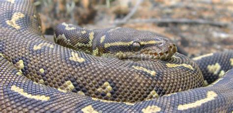 Image result for Anchieas Dwarf Python