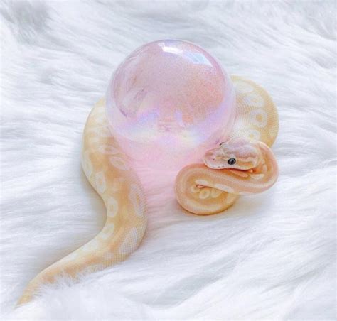 Image result for Emoji Dreamsicle Ball Python