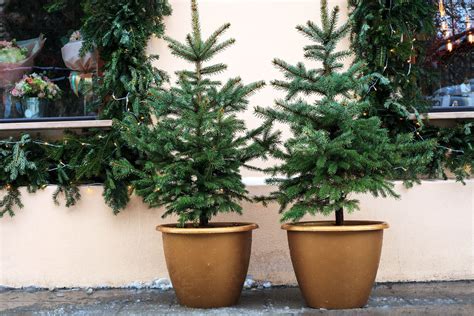 Image result for Potted Christmas Tree 4Ft Tall