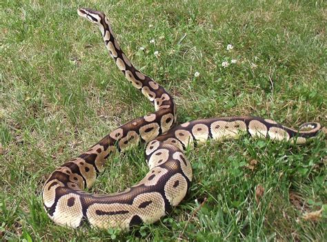 Afbeeldingsresultaten voor Python Next to a Man