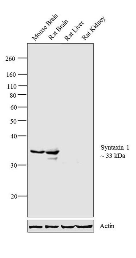 Image result for Systaxin Java