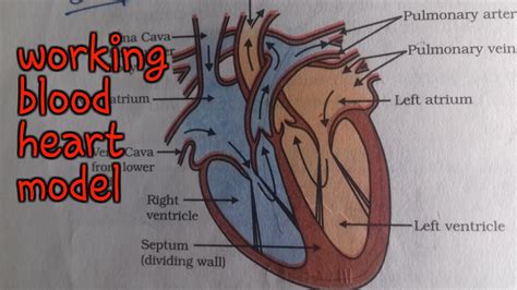 Class 10 Science Life Process Working of Heart Note Sheet に対する画像結果