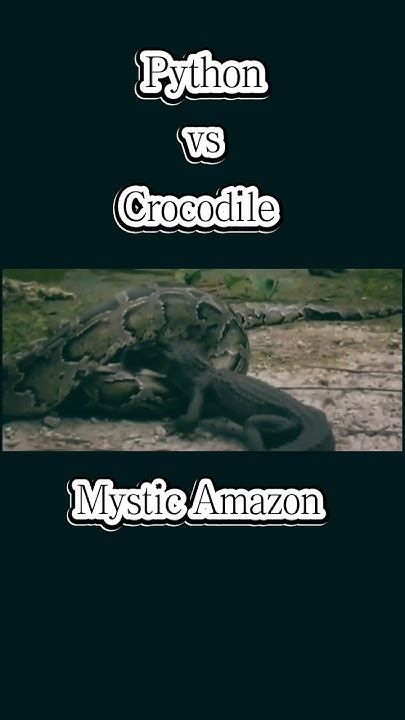 Image result for Python vs Croccodile