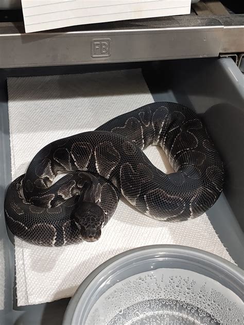 Image result for Excitable Black Ball Python