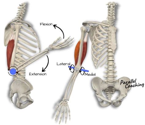 Parallel Def Anatomy に対する画像結果