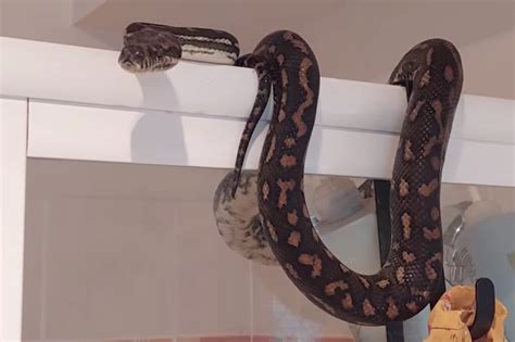Toradh íomhá ar 6 Foot Python