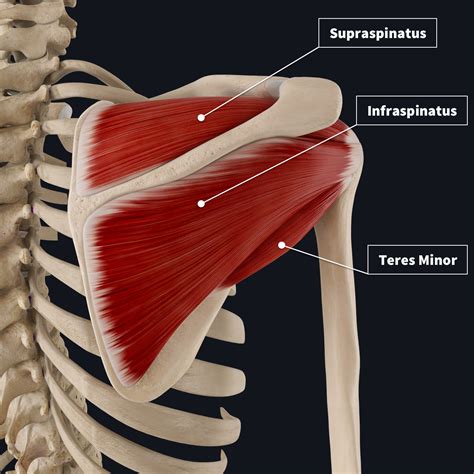 Toradh íomhá ar Rotator Cuff Muscles Anatomy