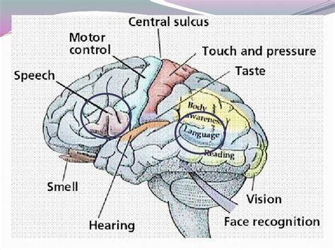 Biological Basis of Language Learning に対する画像結果
