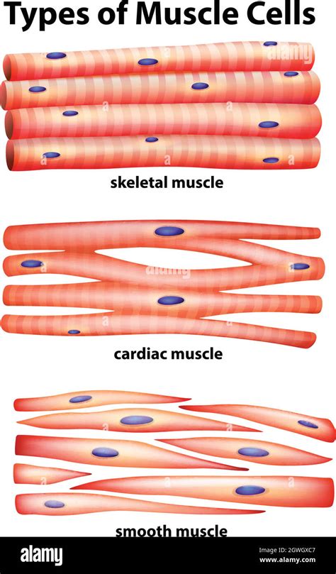 Image result for Cardiac Muscle Cell Structure