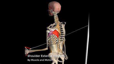 Image result for External Rotation Humerus