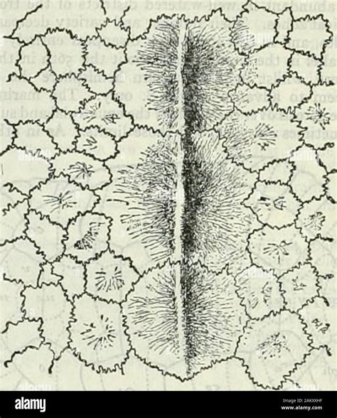 Toradh íomhá ar Dermal Plates