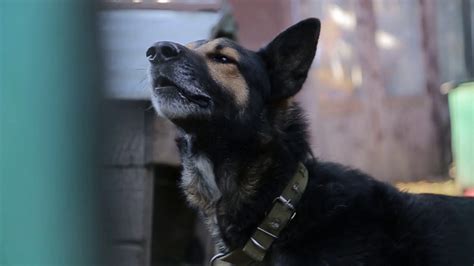 Image result for Angry German Shepherd