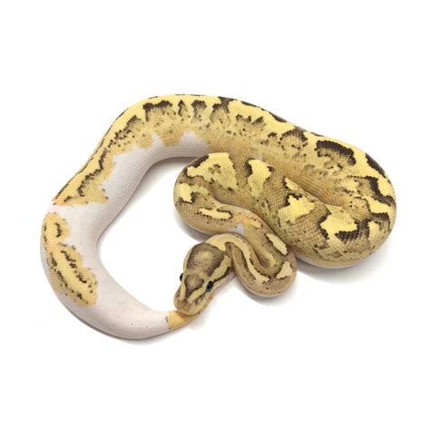 Image result for Disco Ball Python