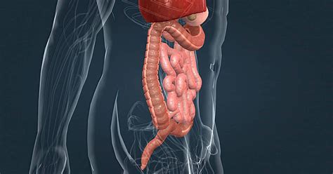 Image result for Compaction Digestive System