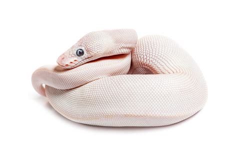 Image result for Red Spectrum Ball Python