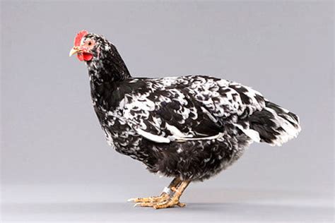 Image result for Java Hen Male