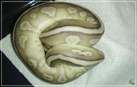 Image result for Ball Python Balling Up