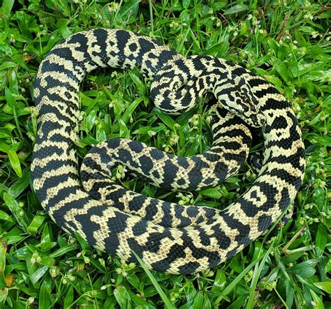 Axanthic Zebra Carpet Python に対する画像結果