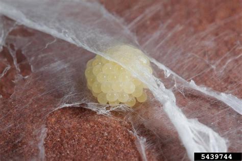 Shell Spider Yellow に対する画像結果